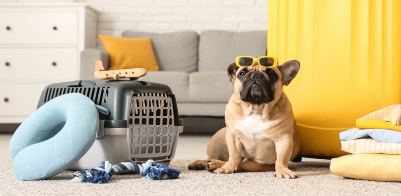 Cane bulldog francese pronto alla partenza con trasportino, valigia e cuscino da viaggio in soggiorno.