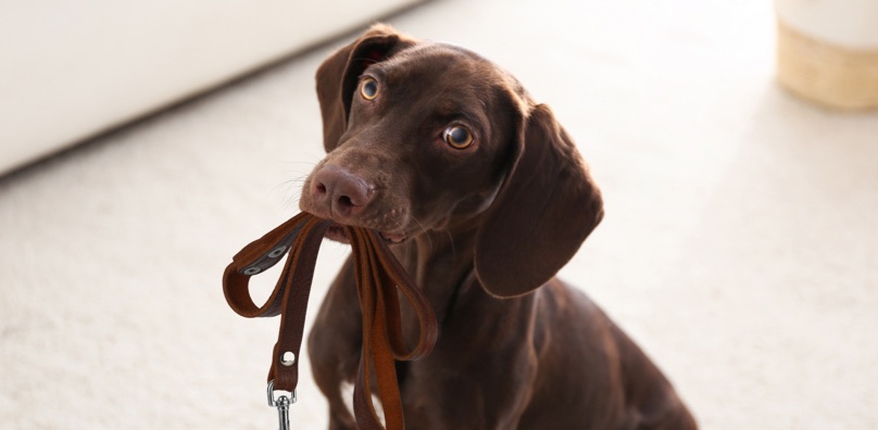 useful description of image if informative and not decoration only.