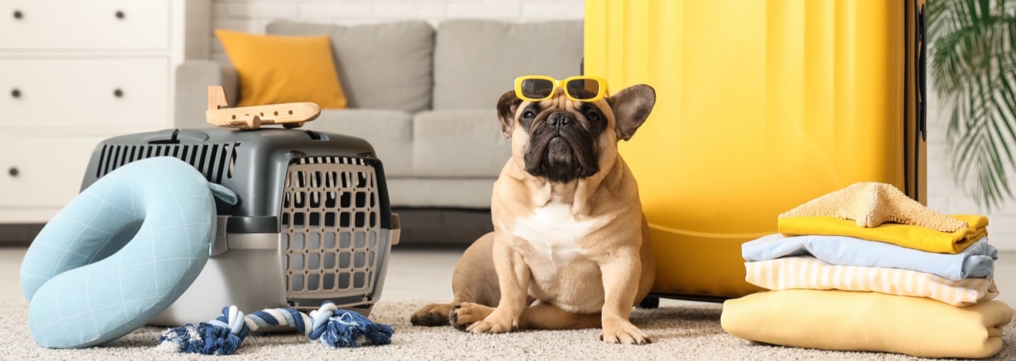 Cane bulldog francese pronto alla partenza con trasportino, valigia e cuscino da viaggio in soggiorno.